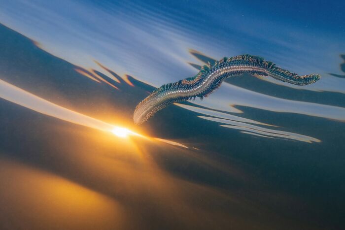 Aquatic Life, Winner : Jean-Christophe Lemay