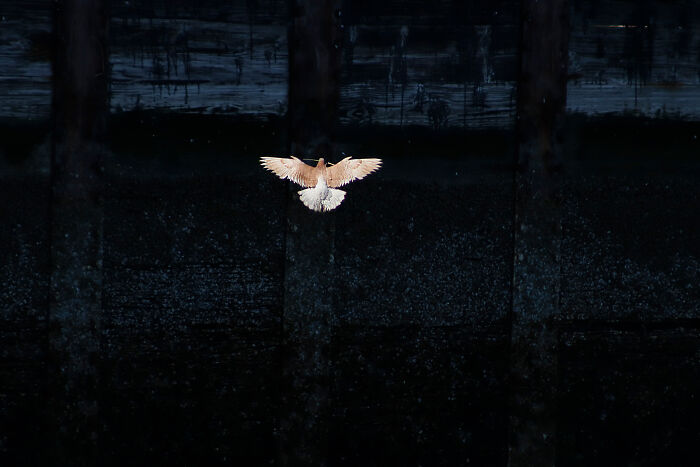 Light-colored bird with wings outstretched in mid-flight against a dark, textured wall, a winning Audubon Photography Awards photo.
