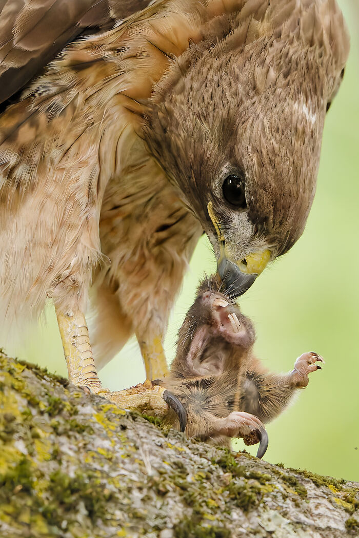 A hawk feeding its young on a mossy branch, an Audubon Photography Awards winner.
