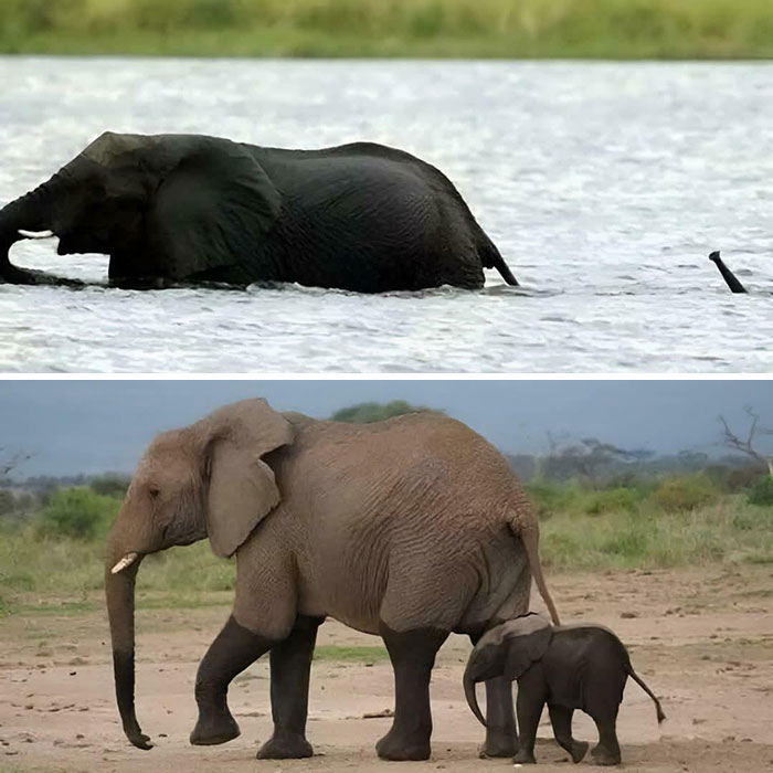 Elephant adult and baby crossing river together in nature