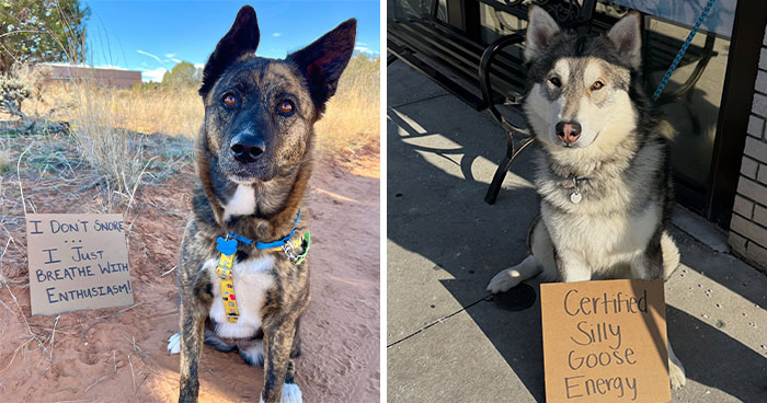 “Dog With Sign” Uses Its Famous Cardboard Messages To Spotlight Adoptable Pups (44 Pics)