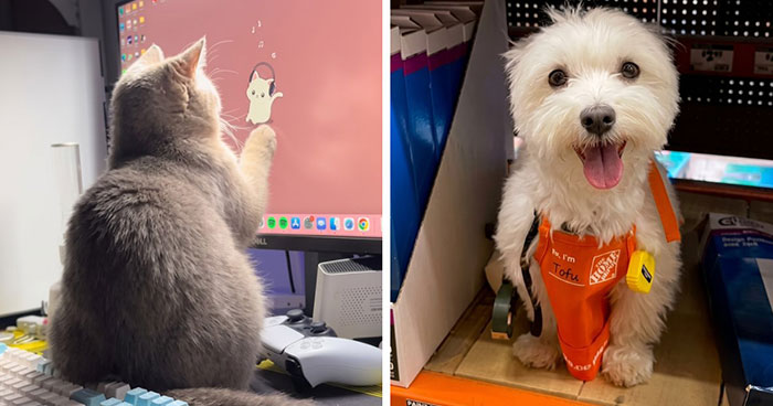 83 Adorable Animals Who Somehow Found Themselves On The Payroll