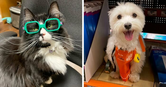 83 Adorable Animals Who Somehow Found Themselves On The Payroll