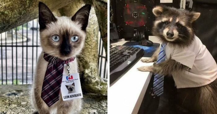 83 Animals Who Are Equal Parts Adorable And Surprisingly Useful