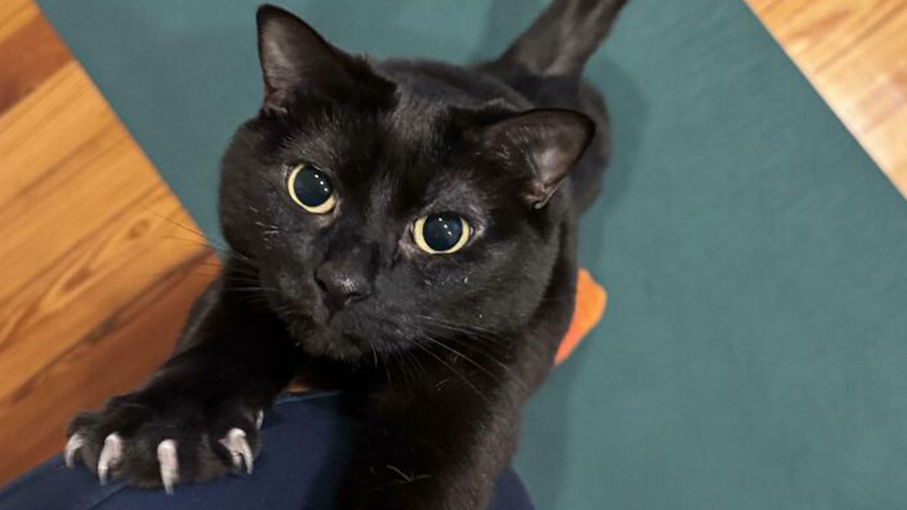 80 Cat Claw Pictures That Serve As A Gentle Reminder Of Who Is In Charge