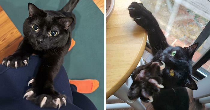 80 “Terrifying” Cat Photos That Remind Owners Their Position In The Household Is Not Guaranteed