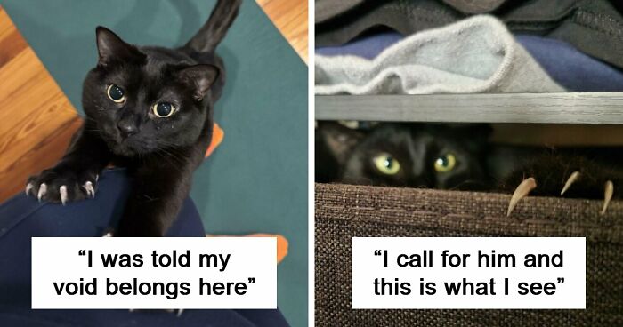 80 “Terrifying” Cat Photos That Remind Owners Their Position In The Household Is Not Guaranteed