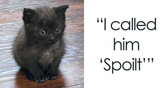 80 “Terrifying” Cat Photos That Remind Owners Their Position In The Household Is Not Guaranteed