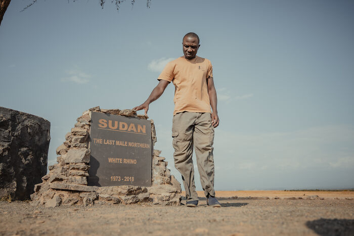 A man stands beside a memorial for Sudan, the last male northern white rhino, remembering those who protect them.