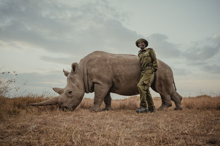 Northern White Rhinos protected by people: a ranger in uniform stands proudly beside a northern white rhino.