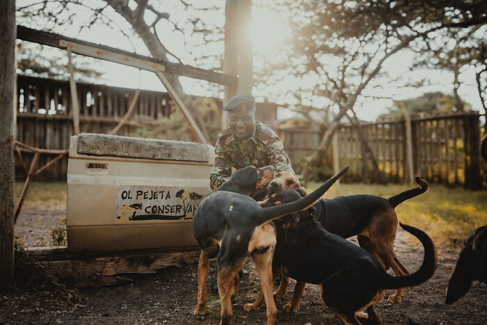 A smiling protector of northern white rhinos interacts with tracking dogs, emphasizing the people who protect them.