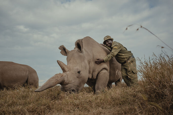 Northern White Rhinos protected by people: a smiling ranger gently touches a northern white rhino.