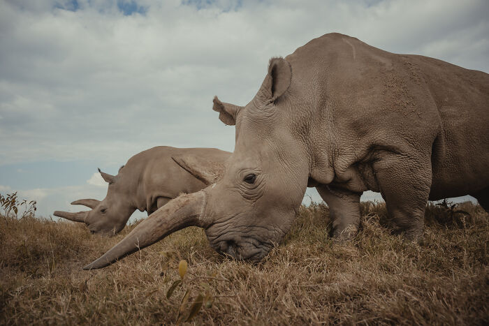 Northern White Rhinos protected by people: close-up of two northern white rhinos grazing in a field.