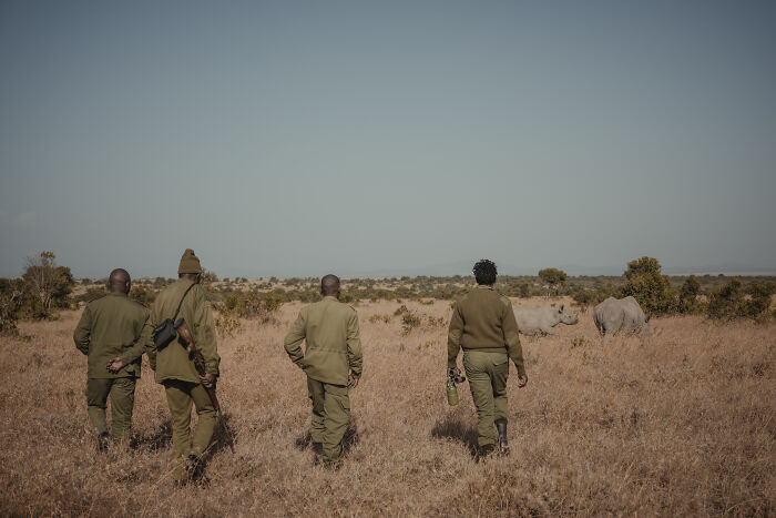 Northern White Rhinos protected by people: four guards walk towards two rhinos in a dry field.