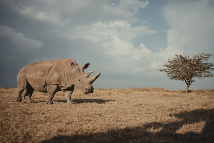A northern white rhino walks across a dry grassy plain with a solitary tree, symbolizing the last rhinos in their habitat.