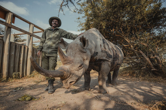 A dedicated person protecting the last Northern White Rhinos, standing next to one of the rhinos.