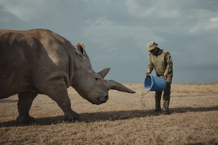 A protector feeds a northern white rhino from a blue bucket in a dry field, illustrating efforts to protect the last rhinos.