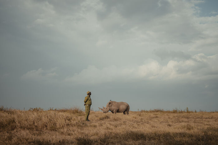 A northern white rhino and its protector stand together in a field under a cloudy sky, showcasing the last rhinos.