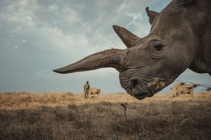 Close-up of a northern white rhino with its protector in the background, highlighting the last rhinos and people who protect them.