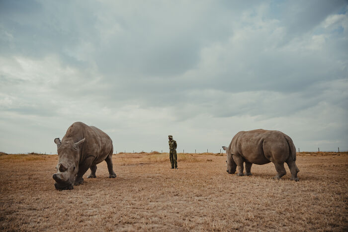 A ranger standing between the last 2 Northern White Rhinos grazing in an open field.