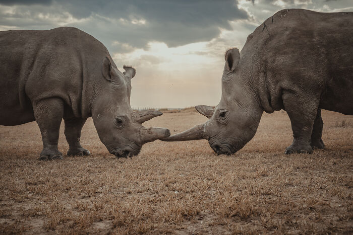 The last 2 Northern White Rhinos touching noses in a poignant moment.