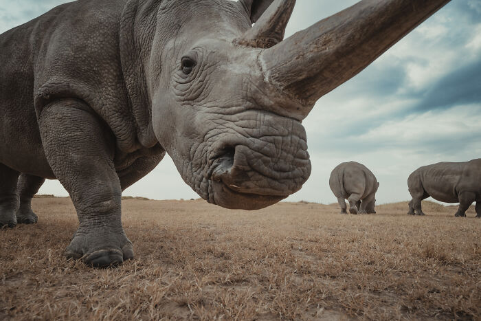 Close-up of a northern white rhino's face with two other rhinos in the distance, showing the last northern white rhinos.