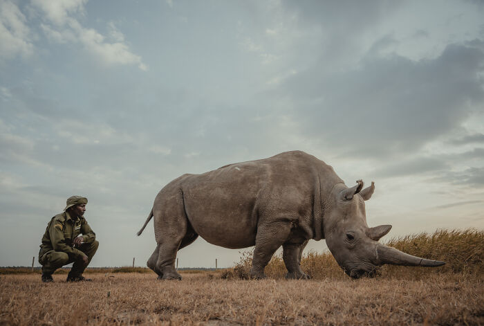 A person protecting the last northern white rhinos, crouching beside a rhino grazing in a dry field.