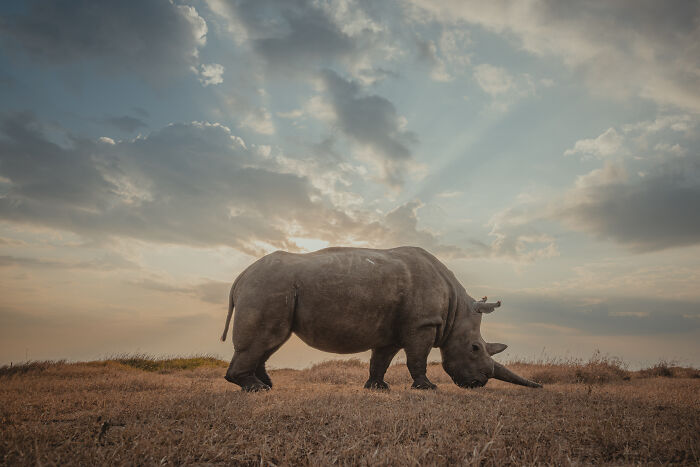 A northern white rhino grazing in a field under a cloudy sky, showcasing the last northern white rhinos.
