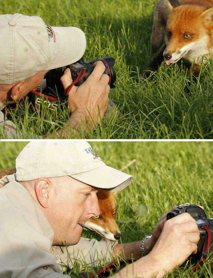 Interesting post capturing a photographer with a fox, highlighting a unique interaction between wildlife and humans.