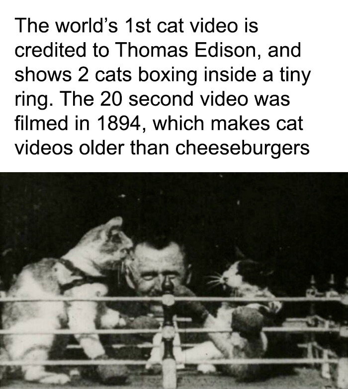 Uplifting posts: Thomas Edison's 1894 video of two cats boxing in a tiny ring, an early cat video.