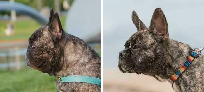 An interesting and uplifting post contrasting the side profiles of two French bulldogs, showing different ear shapes.