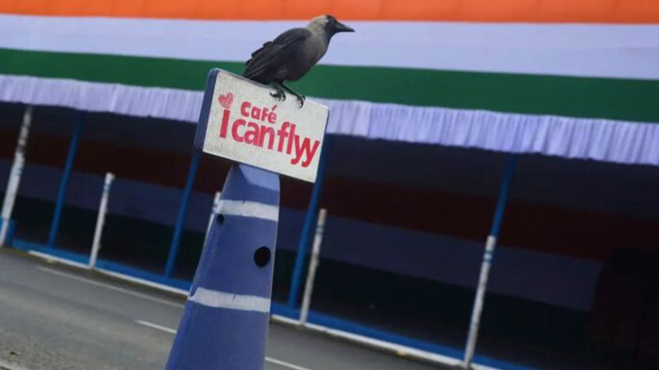 These 43 Photos By Pranay Pariyar Capture The Strange Reality Of Animals Living On The Streets