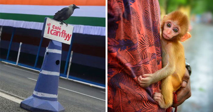 Animals Steal The Scene In These 43 Street Photos By Pranay Pariyar