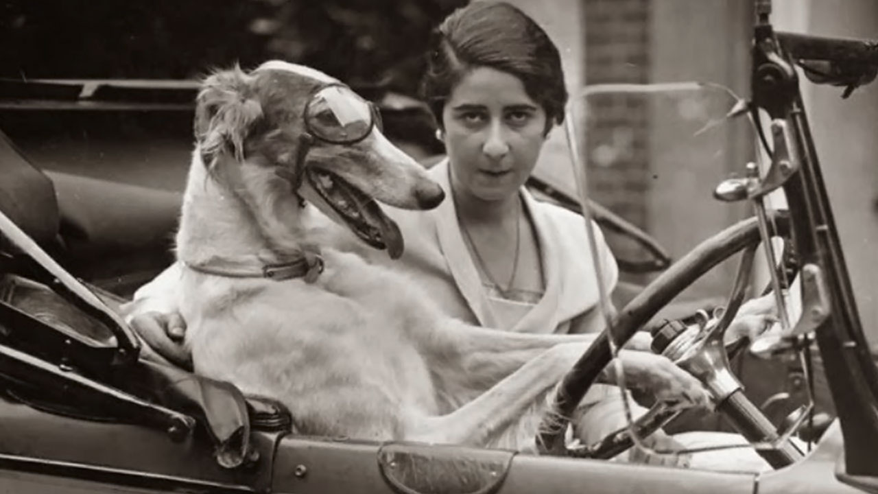 This Page Shared 55 Old Photos Of Animals That Offer A Different View Of The Past
