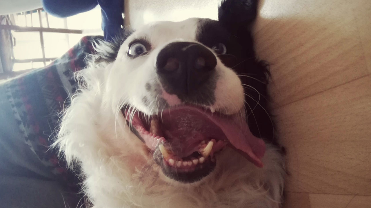 79 Derpy Animals Who Somehow Manage To Be Ridiculous Without Even Trying (New Pics)