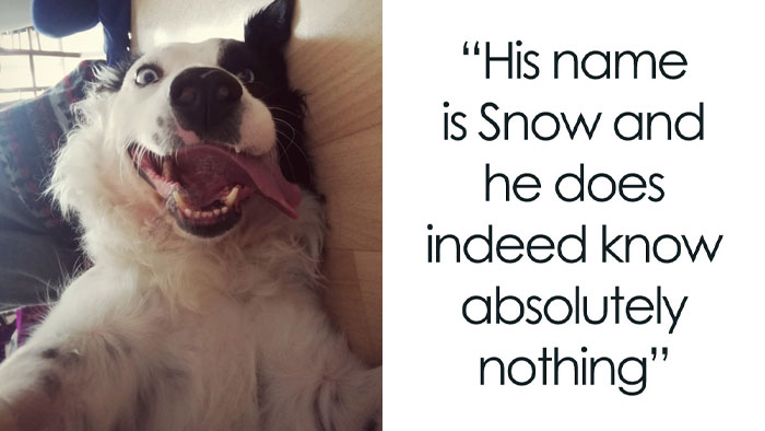 79 Derpy Animals Who Somehow Manage To Be Ridiculous Without Even Trying (New Pics)
