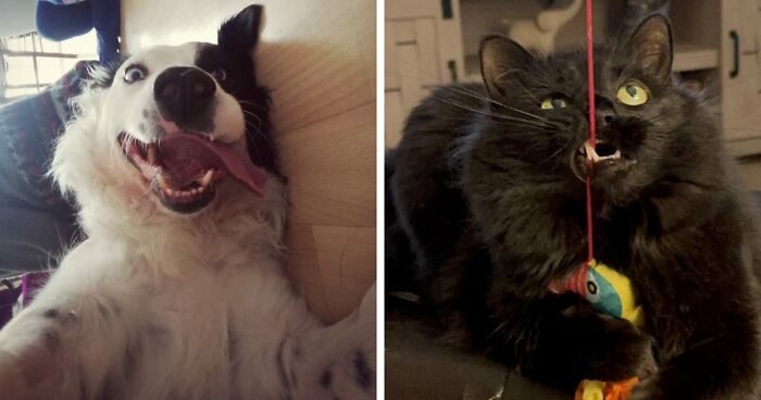 79 Animals Whose Derpy Antics Deserve A Spot In The Internet Hall Of Fame (New Pics)