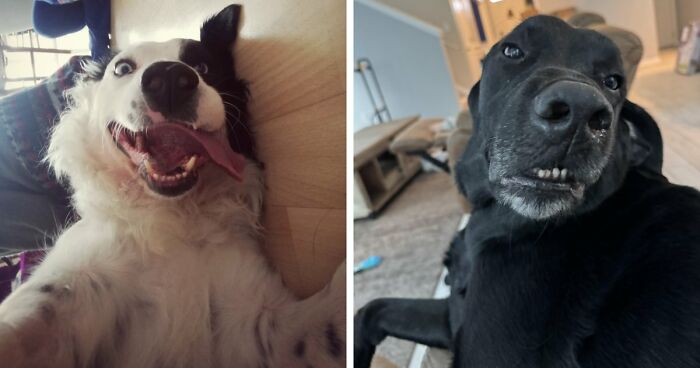 79 Derpy Animals Who Somehow Manage To Be Ridiculous Without Even Trying (New Pics)