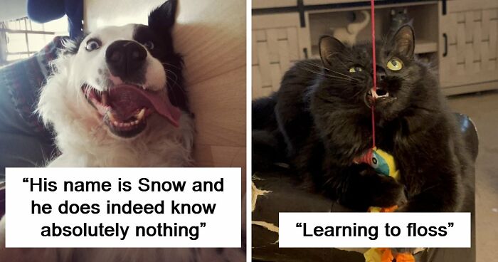 79 Animals Whose Derpy Antics Deserve A Spot In The Internet Hall Of Fame (New Pics)