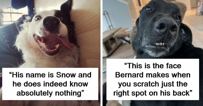 79 Times People Saw Pets Acting Silly And Shared The Pics Online (New Pics)