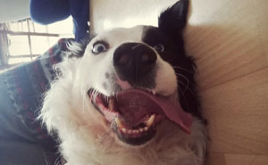 79 Times People Saw Pets Acting Silly And Shared The Pics Online (New Pics)