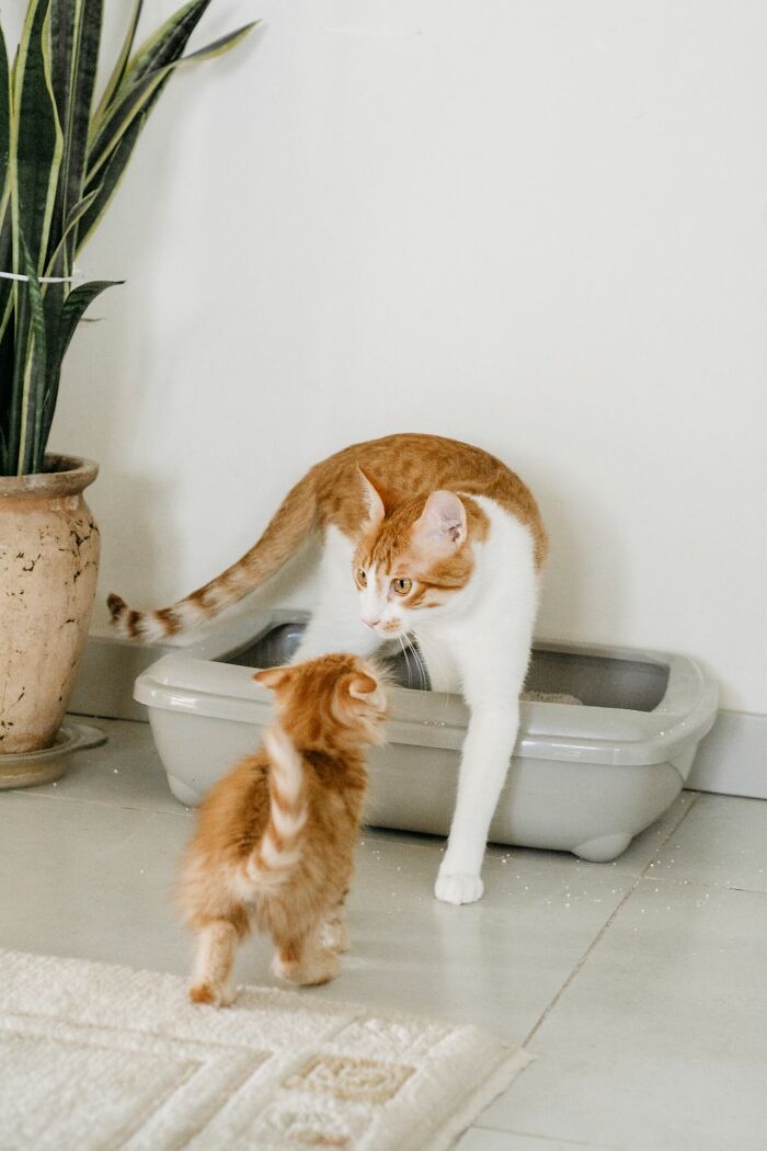 An orange and white cat in a litter box with a kitten watching, highlighting a common pet owner's everyday inconvenience.