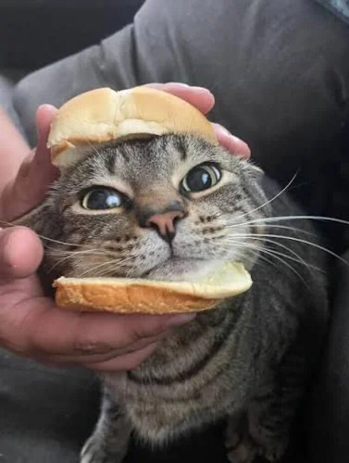 A fluffy tabby cat with its head in a bun, looking surprised, an internet hilarious photo.