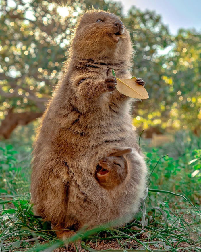 A wholesome animal photo of a quokka mother with a baby in her pouch, both smiling.