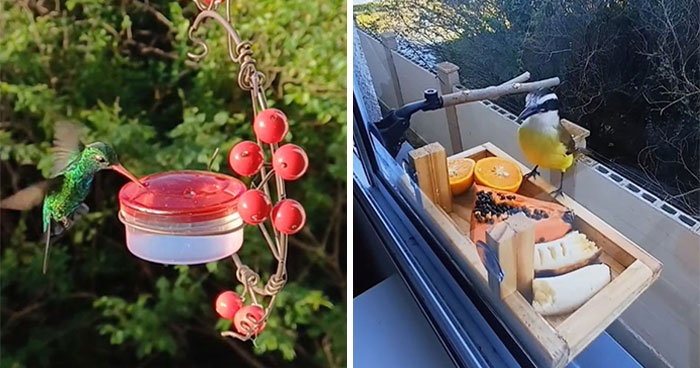 This Man Created A Little “Bird Canteen” By His Window, And 21 Photos Show Who Stopped By