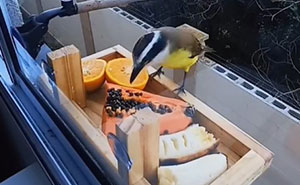 This Man Created A Little “Bird Canteen” By His Window, And 21 Photos Show Who Stopped By