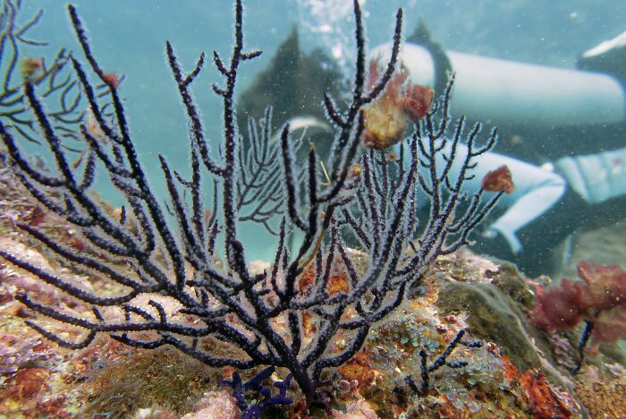 Isolated Tribe Can Swim Underwater For Long Hours, Which Has Developed A "New Mutant Gene" Isolated Tribe Can Swim Underwater For Long Hours, Which Has Developed A "New Mutant Gene"