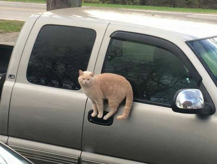 A baffling image of a light orange cat perched on a car door handle, seemingly defying physical sense.
