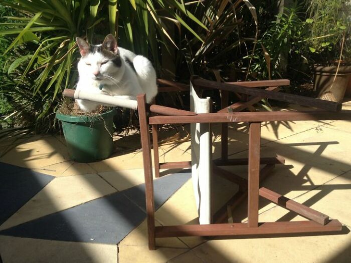 A baffling image of a cat perched on a pipe, appearing to float above a broken chair and plant pot.