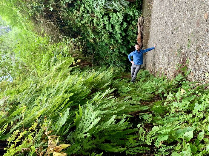 A man appears to be standing sideways on a path next to dense green foliage, creating a baffling image.